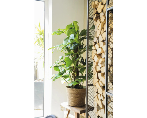Kamerplant Monstera in pot op een houten kruk naast een houten rek
