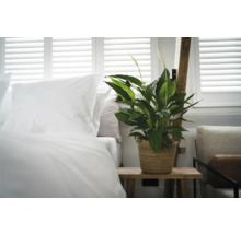 Vredeslelie in gevlochten pot op houten tafel naast bed