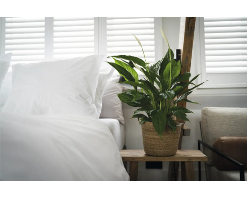 Vredeslelie in gevlochten pot op houten tafel naast bed