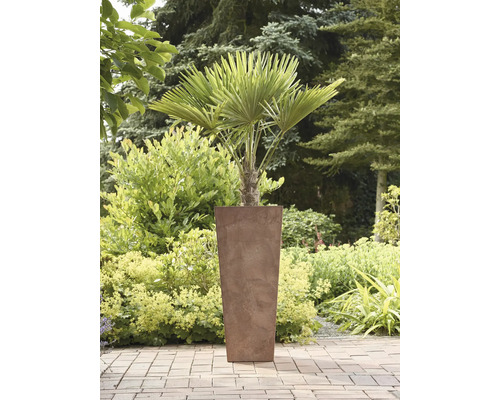 Chinese waaierpalm in een plantenbak in de tuin.