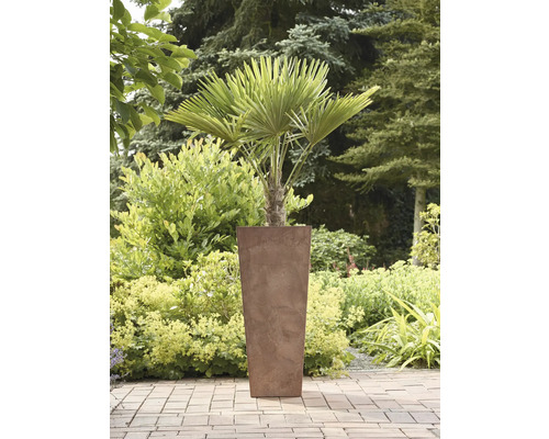 Hennep palmboom in plantenbak in de tuin