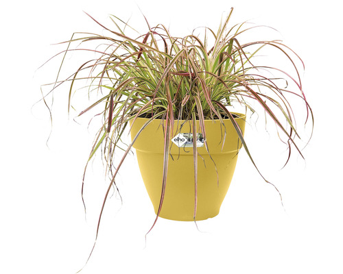 Siergras in gele bloempot