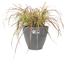 ELHO Bloempot Vibia Campana Kunststof antraciet Ø 40 cm H 33,4 cm