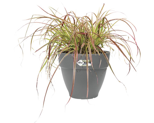 Gras in een bloempot