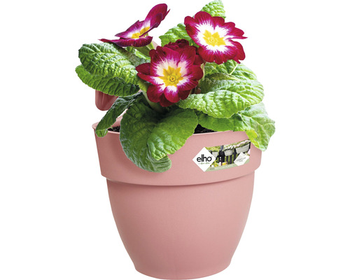 Primulaceae in een bloempot