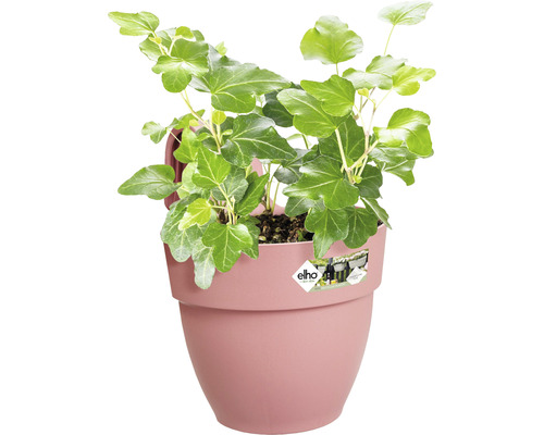 Klimop in een bloempot