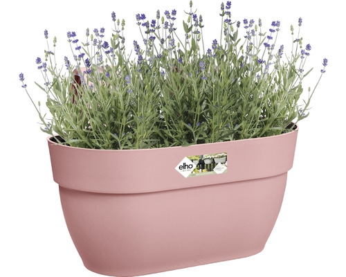 Bloempot beplant met lavendel