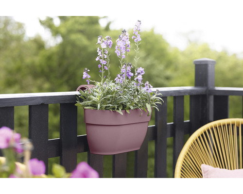 Balkonbak met paarse bloemen aan de reling
