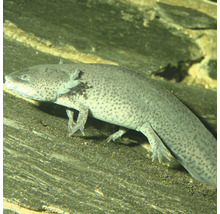Een axolotl in een aquarium