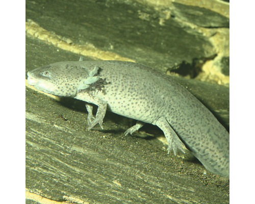 Een axolotl in een aquarium