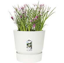 Bloempot met bloemen en Elho logo