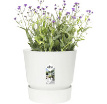 Bloeiende plant in een witte Elho plantenpot