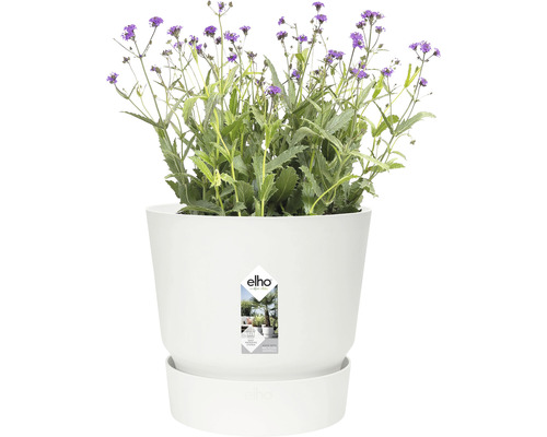 Bloeiende plant in een witte Elho plantenpot