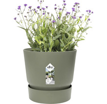 Bloempot met paarse bloeiende plant