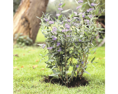 Plant met plantensteun in de tuin