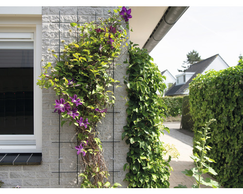 Gevelbegroening met klimplanten op klimroosters