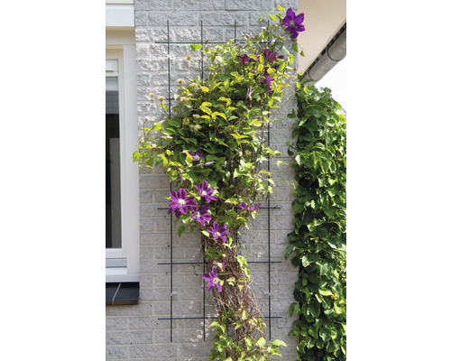 Klimplant met paarse bloemen op metalen klimrek