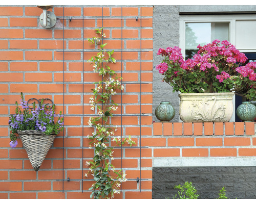 Buitenfoto van een huismuur met plantenbakken, klimrek en bloemenmand