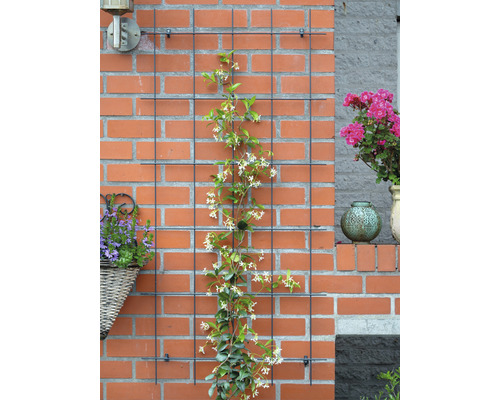 Klimplant op een klimrek voor een bakstenen muur