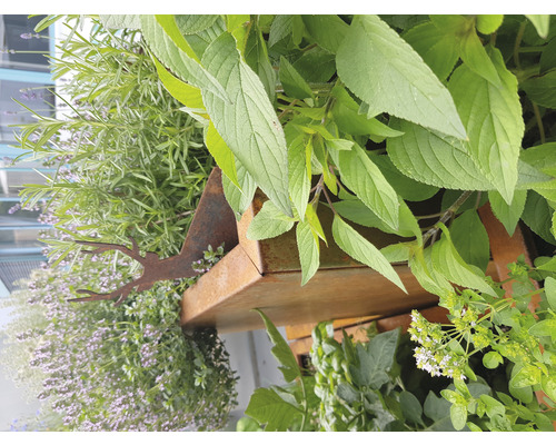 Gedetailleerde opname van een kruidenspiraal met diverse kruiden