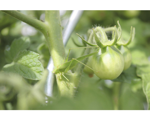 Groene sprinkhaan op tomatenplant