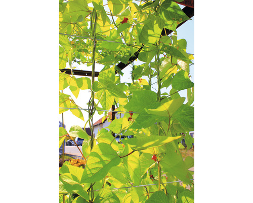 Klimplant met rode bloemen en groene bladeren op een trellis