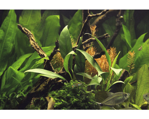 Aquarium met planten en vissen