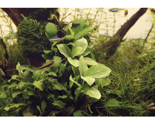 Aquarium met waterplanten en kleine vissen