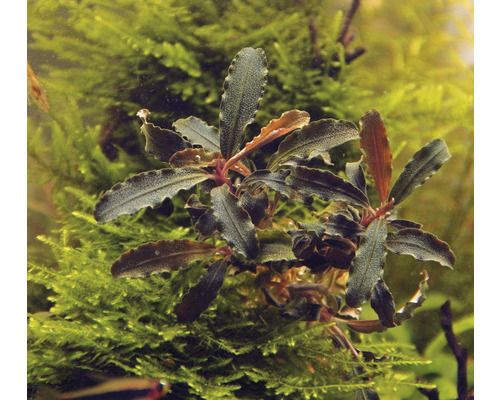 Aquariumplant met groene bladeren voor mos