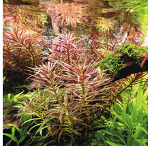 Aquariumplanten in het water