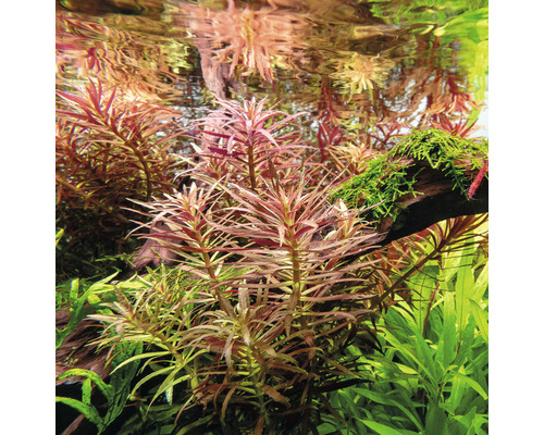 Aquariumplanten in het water