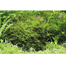 DENNERLE Waterplant Phoenix mos - Fissidens Fontanus