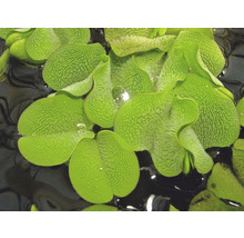 Close-up van mosselplanten op het water.