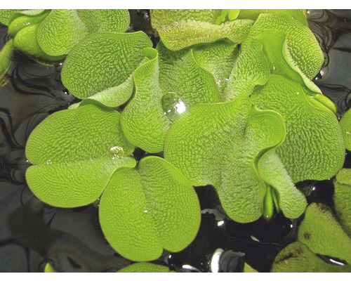 Close-up van mosselplanten op het water.