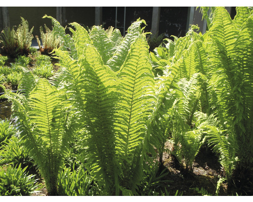Close-up van varens in een tuin.