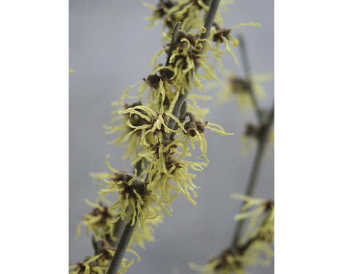 Tak van toverhazelaar met gele bloemen