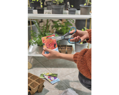 Iemand knipt een zakje goudsbloemzaden open met een schaar.