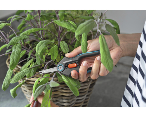 Een persoon snoeit salie in een mand met een kruidenschaar van Gardena