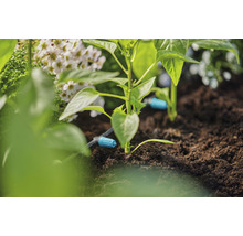 Irrigatiesysteem in de tuin met planten