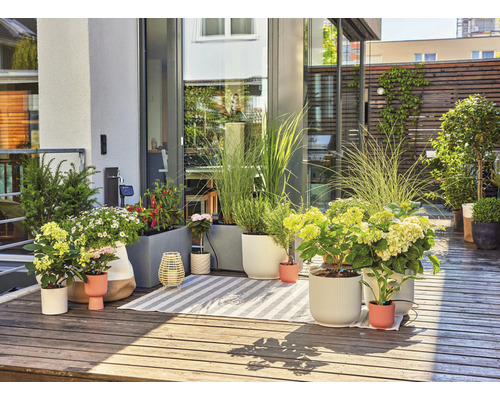 Aangekleed balkon met planten, plantenbakken en een vloerkleed
