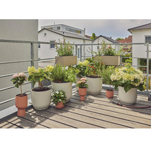 Balkonscène met verschillende planten en plantenbakken op een houten vloer
