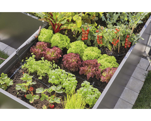 Verhoogde tuinbed met sla, tomaten, aardbeien en irrigatiesysteem