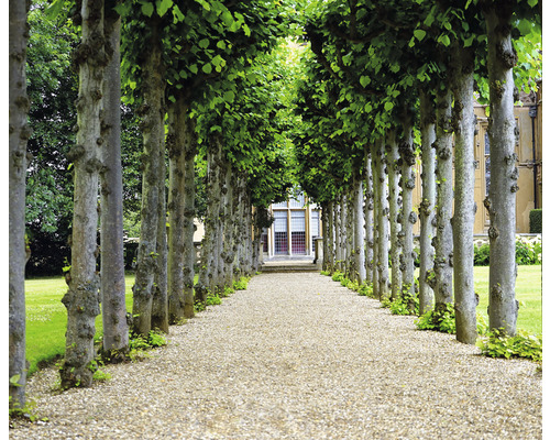 Gezicht op een pad omzoomd met bomen