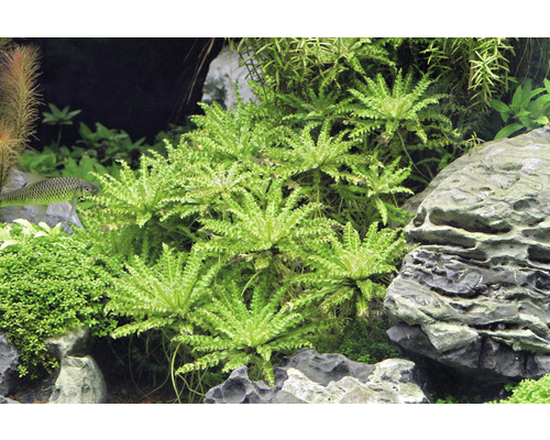 Aquarium met waterplanten en rotsen