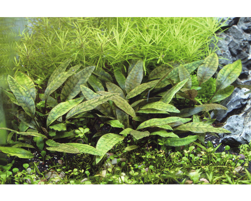 Aquarium met Cryptocoryne aponogetifolia waterplanten
