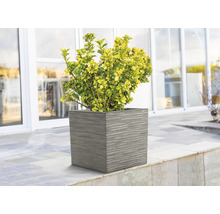 Vierkante plantenbak met beplanting buitenshuis
