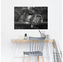 REINDERS Maxiposter Leeuw 61x91,5 cm