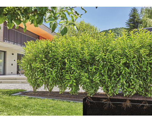 Rij van laurierkers planten in de tuin