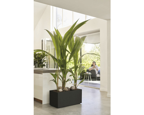 Kamer met plantenbak, sierplanten en stenen