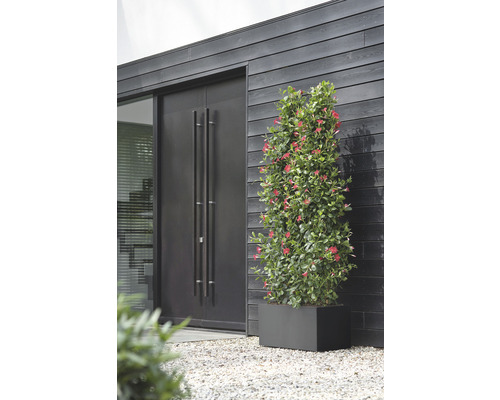 Een Dipladenia Mandevilla plant met rode bloemen in een rechthoekige plantenbak voor een moderne gevel met donkere houten wand en een dubbele deur